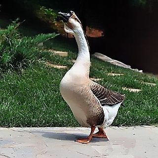 拼搏大鹅