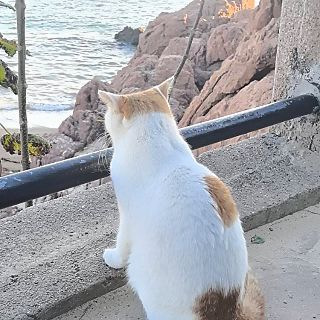 旺旺大李包