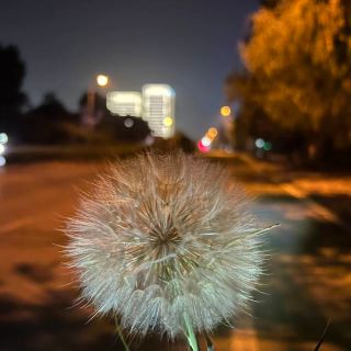 林黛玉