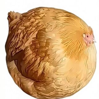 桃妖